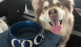 网红狗哥爆料吃瓜视频下载,吃瓜视频幕后下载全解析